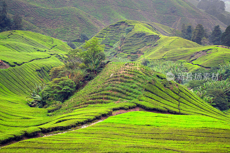 在Sungei Palas的茶山上